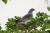 Kereru, un gros pigeon en voie d'extinction !